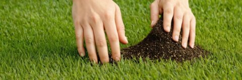 Rasen säen ohne Walze: Tipps für eine erfolgreiche Rasenansaat