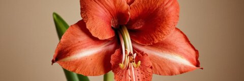 Amaryllis nach der Blüte: Pflege und Tipps für eine gesunde Pflanze