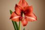 Amaryllis nach der Blüte: Pflege und Tipps für eine gesunde Pflanze